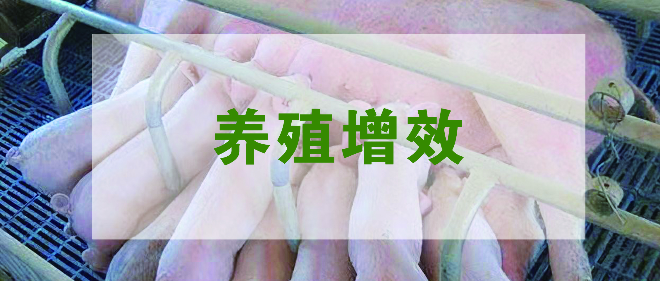 國家生豬產業技術體系發布：生豬養殖提質增效降本技術指導意見