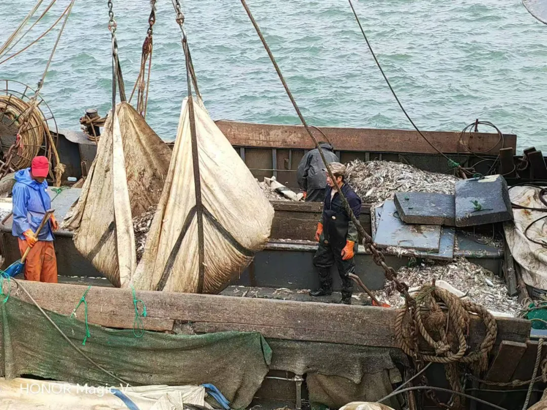 源頭直采，品質保證：中原邦農董事親赴漁港，源頭把控魚粉品質，助力飼料品質升級！